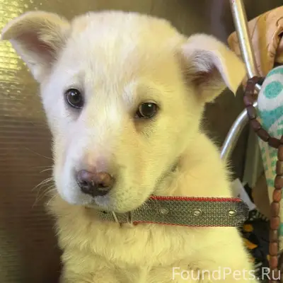 Пропал щенок 18.01 ориентирово...