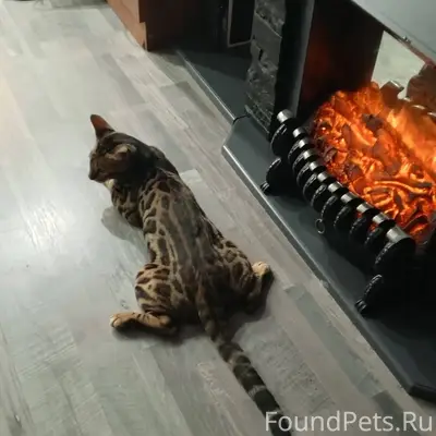 Пропал кот бенгальской породы,...