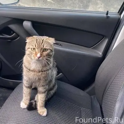 Пропал кот в районе мкр. Черём...