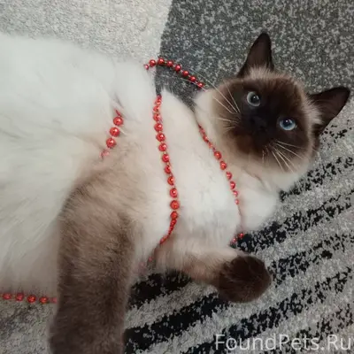 ВНИМАНИЕ❗ 19 января в с. Троиц...