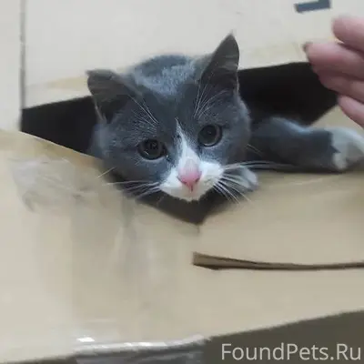 Вчера вечером был найден котён...