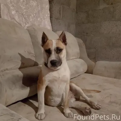 Пропала собака стаффордширский...