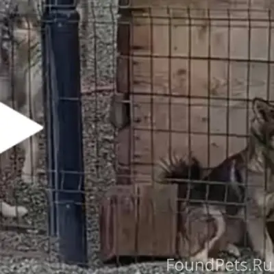 Пропала собака! Помогите пожал...