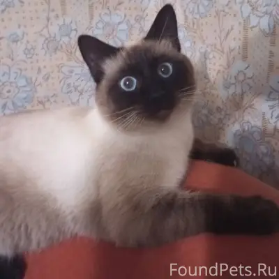 Пропал кот откликается на клич...