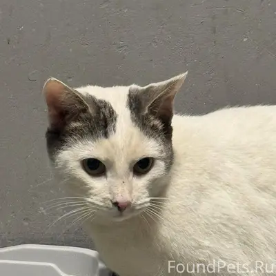 Найден кот ! 64 армии 36 Крупн...