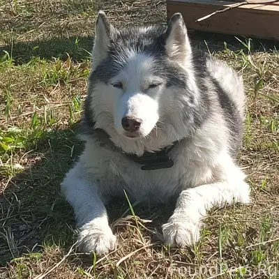 Пропала собака, по кличке Джес...