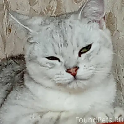 Пропал кот! На левом берегу! Ч...