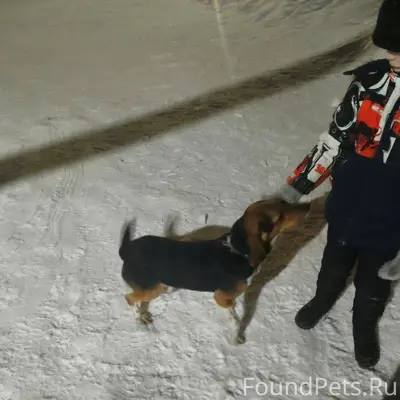 Собака потерялась и ищет своег...