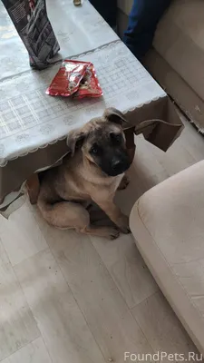 Найден щенок,мальчик купирован...