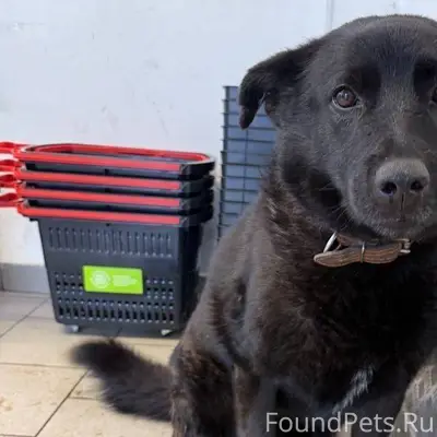 В Подмосковье нашёлся пёс, мес...