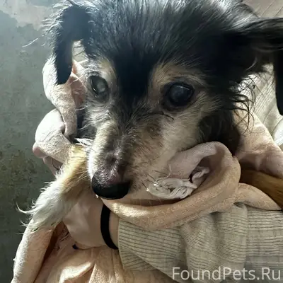 Найдена собака,в районе 62-64....