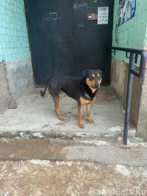 По улице Кузбасский дивизии, д...