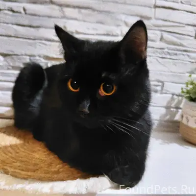 Кот был найден в подъезде, сей...