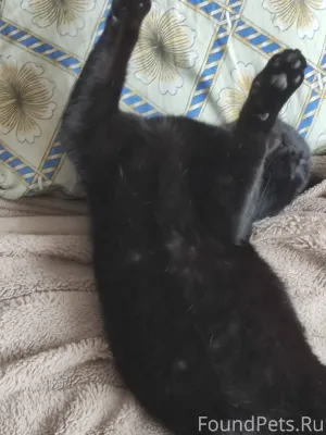 Пропал чёрный кот дня 4 назад....
