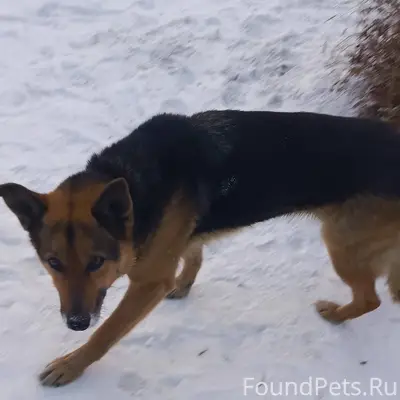 Люди будьте милосердны к живот...