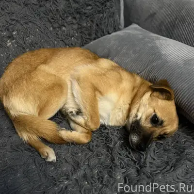 Найдена собака , бежала по бол...