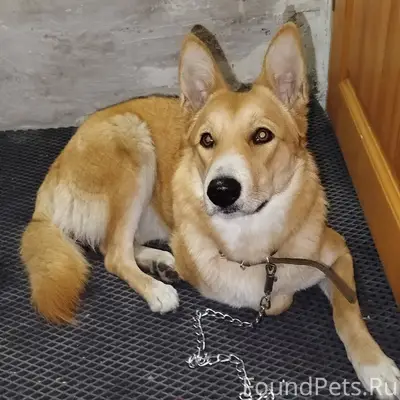 Бегает собака с ошейником и с....