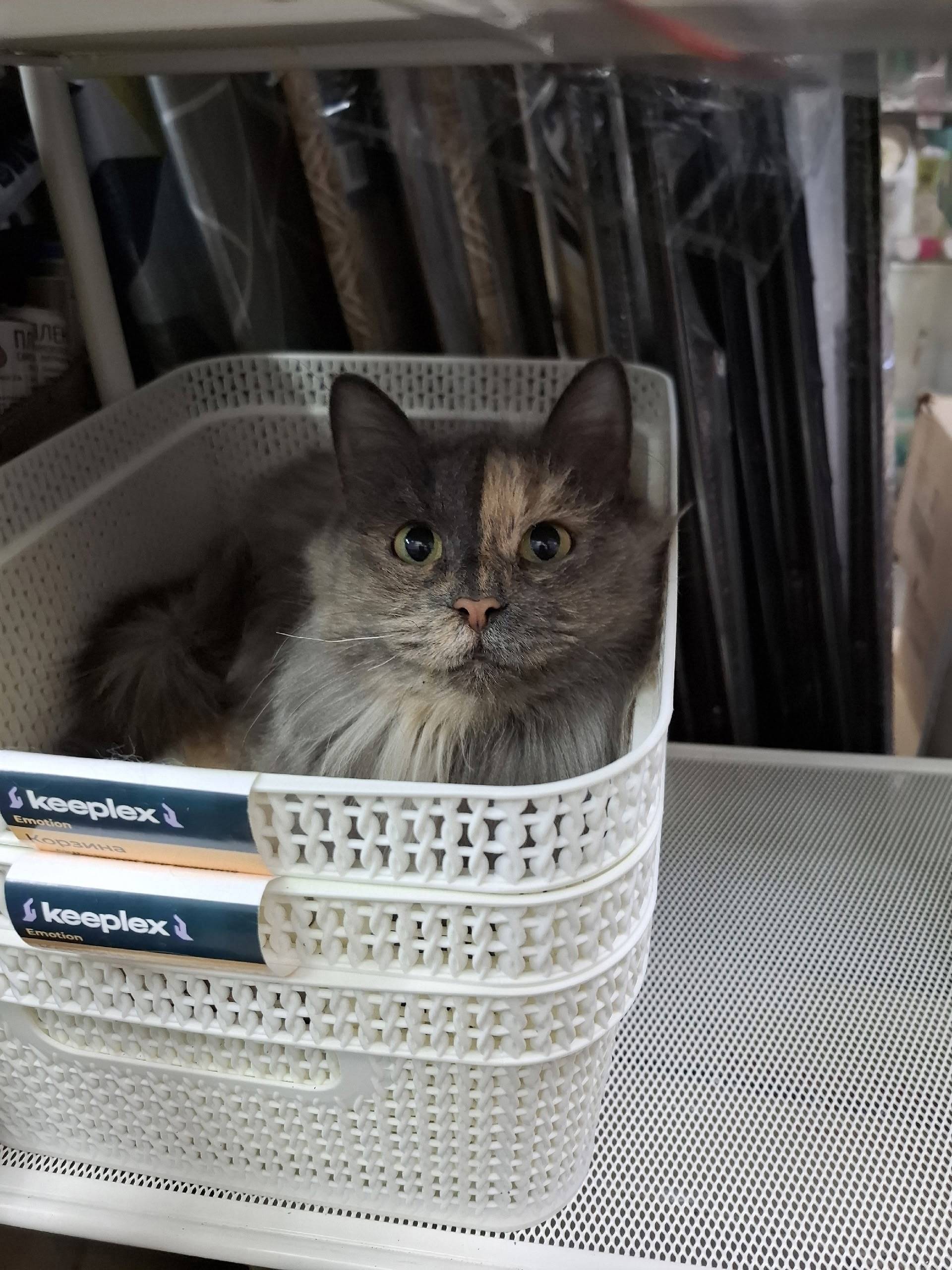 Мальвина❤️🐾 Милая кошечка-подр...