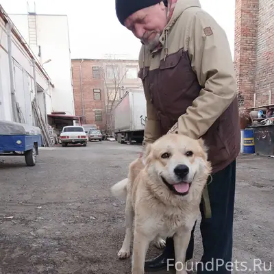 Помогите найти собаку! Сегодня...