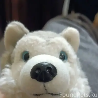 Мария моя потеряла собаку где-...