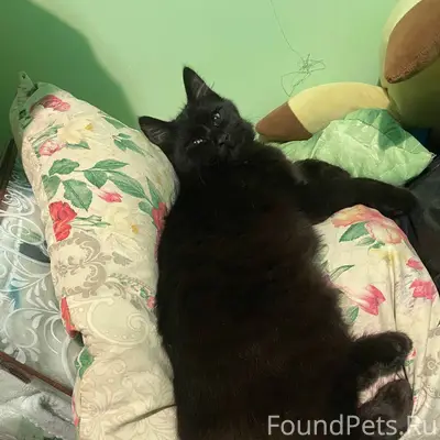 Пропал кот, в с.Покровское нек...