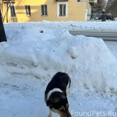 Потерялся пёс по кличке Спайк....