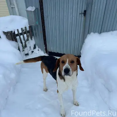 ЧЬЯ СОБАКА??? На ул. Партизанс...