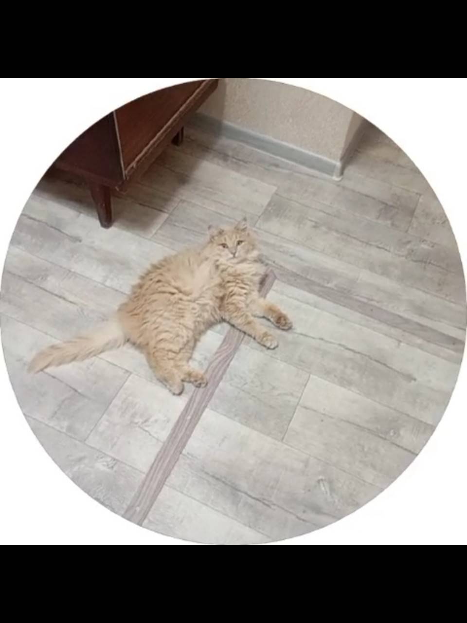 #пропало ПРОПАЛ КОТ г. Коломна...