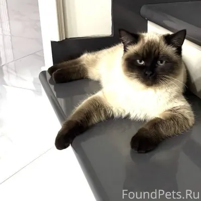 Пропал кот в районе ветеринарн...