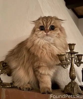 Добрый день! Пропала кошка в р...