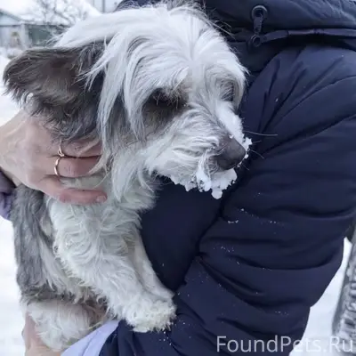 Здравствуйте, найдена собака, ...
