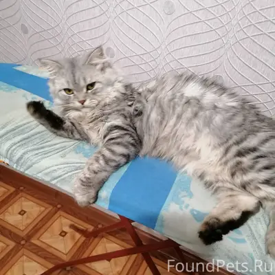 Пропал кот на ул. Северной. Во...