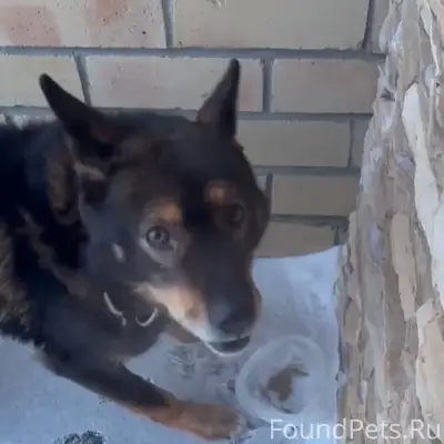 В березняках несколько дней бе...