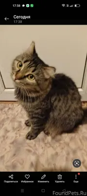 Кот - красавчик🥰 Ищем дом, люб...