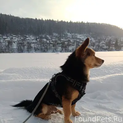Прошу помощи! Вчера сбежали дв...
