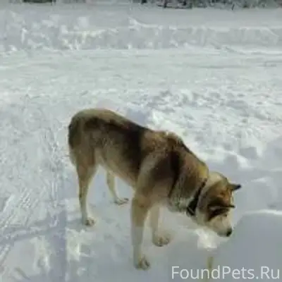 ПОТЕРЯЛИСЬ СОБАКИ? ХОЗЯИН, ОТЗ...
