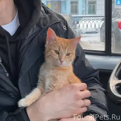 Найден рыжий котенок в районе ...