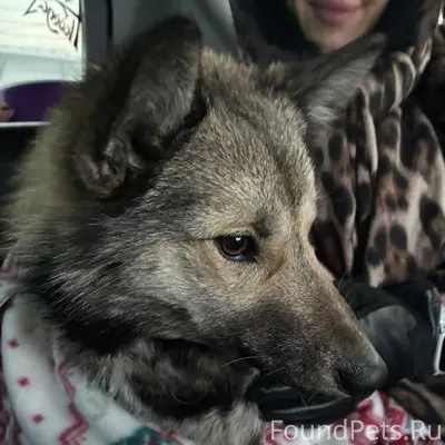 🆘 НАЙДЕНА СОБАКА! ИЩЕМ ХОЗЯЕВ!...