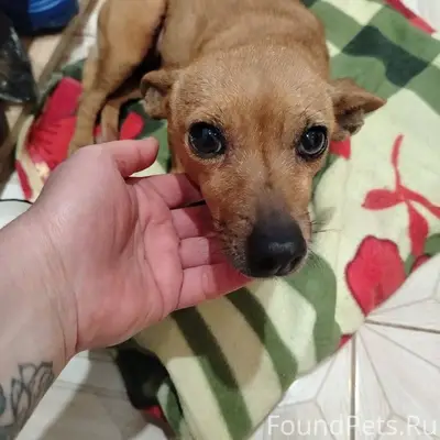 ❗❗❗СРОЧНО❗❗❗ ПОТЕРЯШКА. Найден...