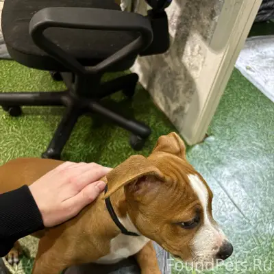 Вчера в промзоне потерялась со...