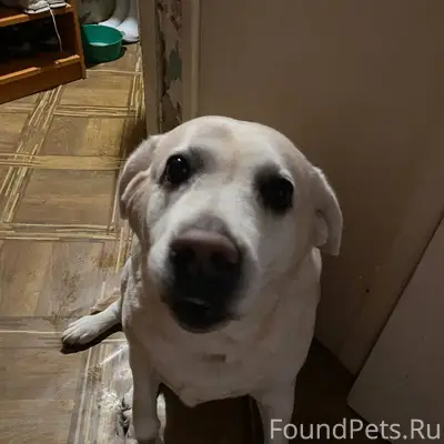 Найдена собака на Спиридонова ...