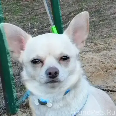 Пропала собака в районе Казако...