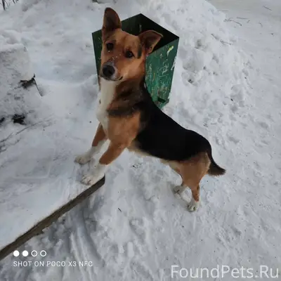 Хозяин найдись, подъездов я бо...