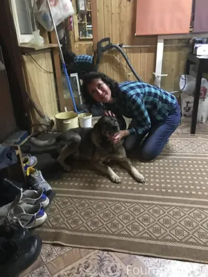 Пропала собака район псков кир...