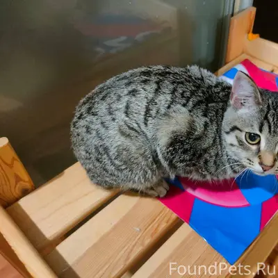 Найден котенок, камышовый окра...