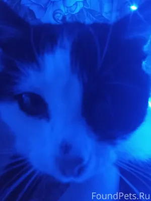 Потерялся котв селе Черновка в...