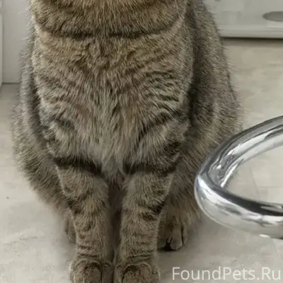 ‼️Пропал кот, по кличке Мерс. ...