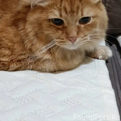 Найден кот, ищем старых хозяев