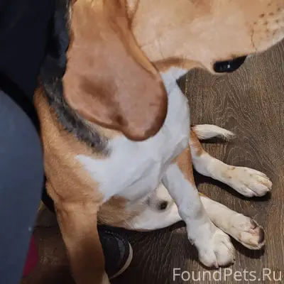 Найден пес, по повадкам явно д...