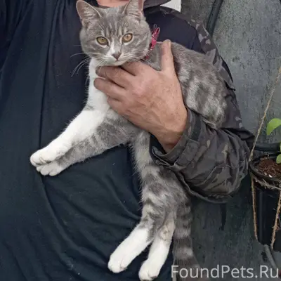 Пропал серый кот Камчатка
